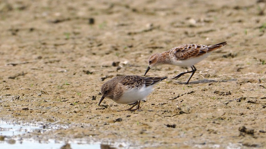 Gambecchio nano (Calidris temminckii)